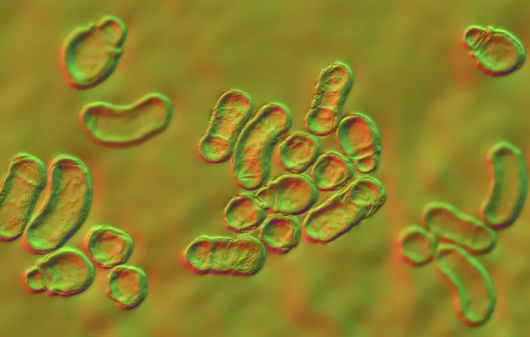 Iкірний грибок Malassezia 