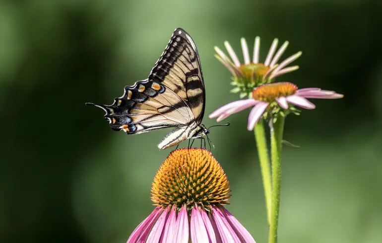 Уроки мови: як українською сказати «бабочка»