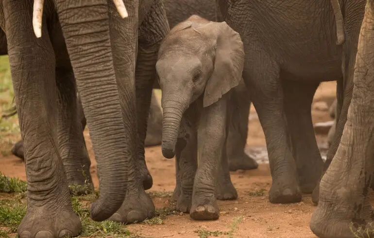 Спільноти слонів опинились під загрозою: вчені назвали причину