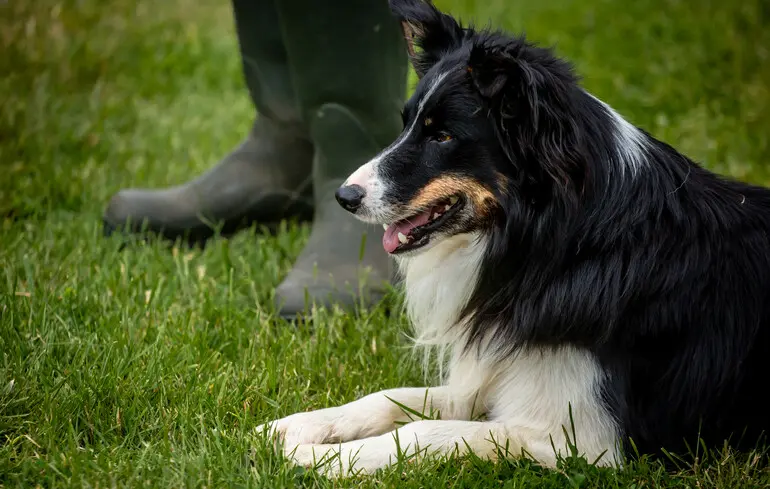 Вчені пояснили, чому одні породи собак можуть бути пастухами, а інші - ні