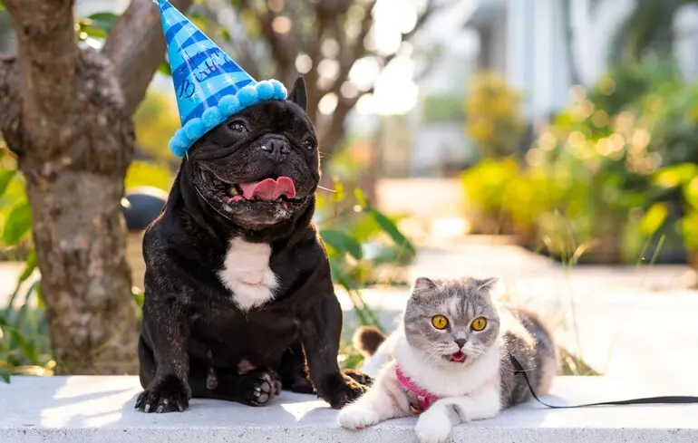 Люди розвернули в зворотному напрямку еволюцію котів та собак. Вчені з’ясували, як це сталося 