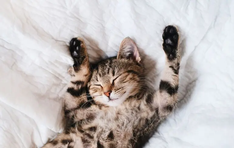 Підморгніть своєму коту: вчені розповіли, як подружитися з хвостатими