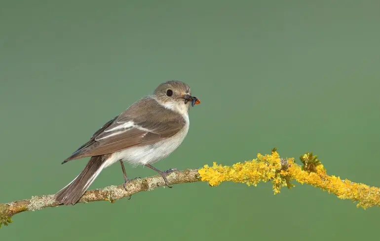 Строкатих мухоловок вчені виселяють на північ — рятують від кліматичних змін
