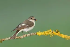 Пестрых мухоловок ученые выселяют на север — спасают от климатических изменений