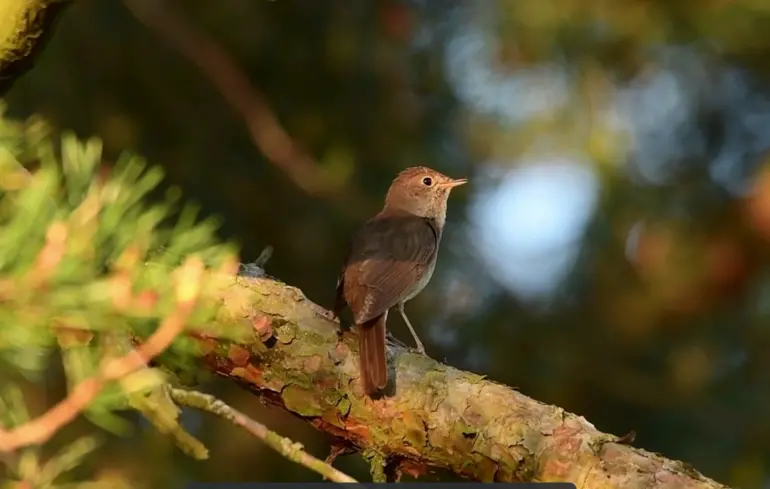 Крилатий дзен: чого мене навчили роки спостережень за птахами