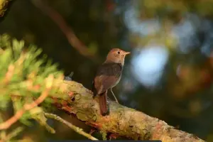 Крилатий дзен: чого мене навчили роки спостережень за птахами