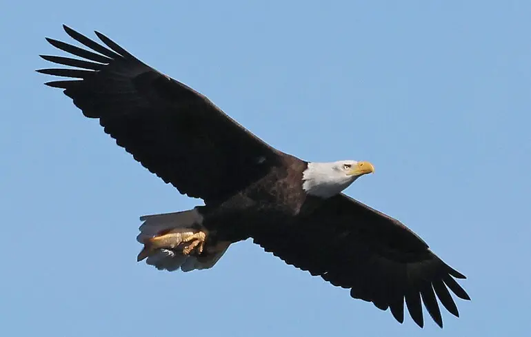 Реаліті-шоу з орлиного гнізда: вебкамера транслює життя білоголових орланів