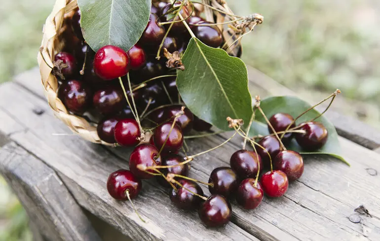 Дефицит вишни и черешни: что будет с урожаем в Украине