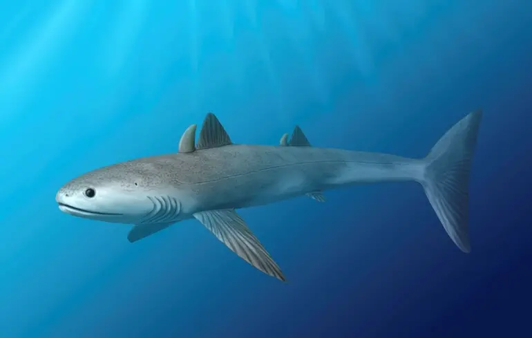 Акули з’явились на Землі раніше за дерева і пережили п’ять вимирань