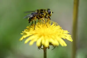Путин и микропластик угрожают жизни пчел ‒ исследование