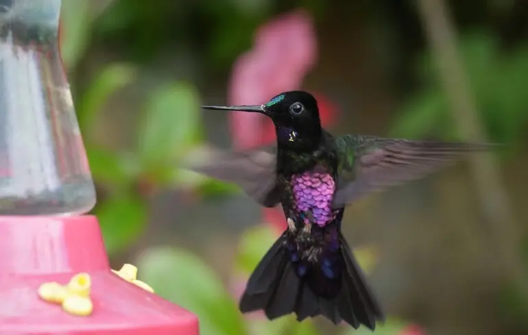 Ці птахи єдині на планеті можуть літати задом наперед