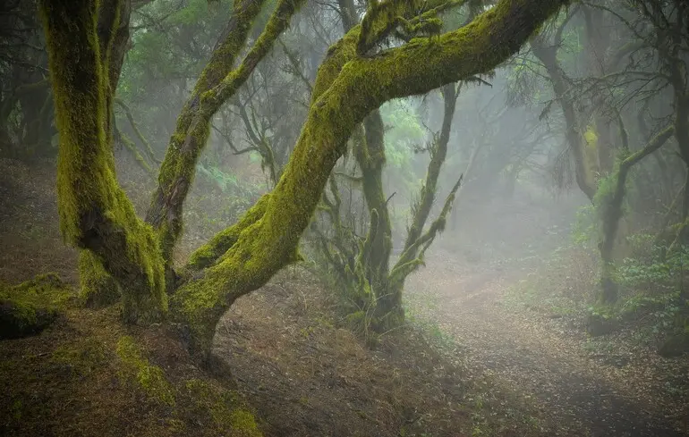 Смертоносніші за хижаків: сім найнебезпечніших дерев Землі