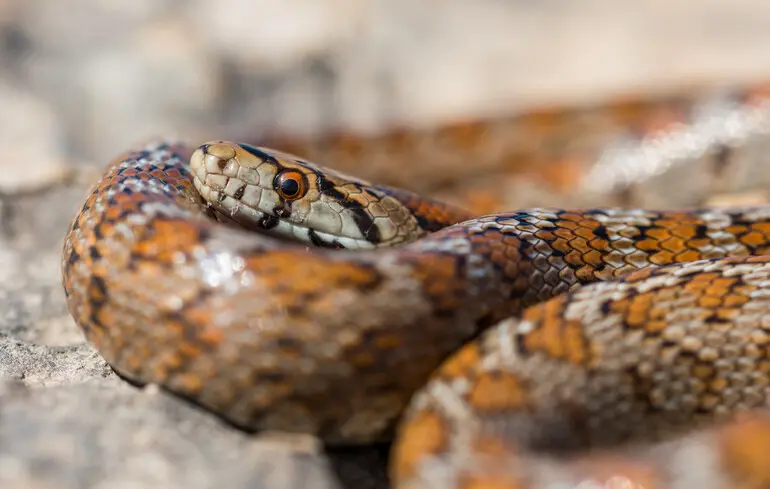 Небезпечні плазуни: як діяти, якщо вкусила змія