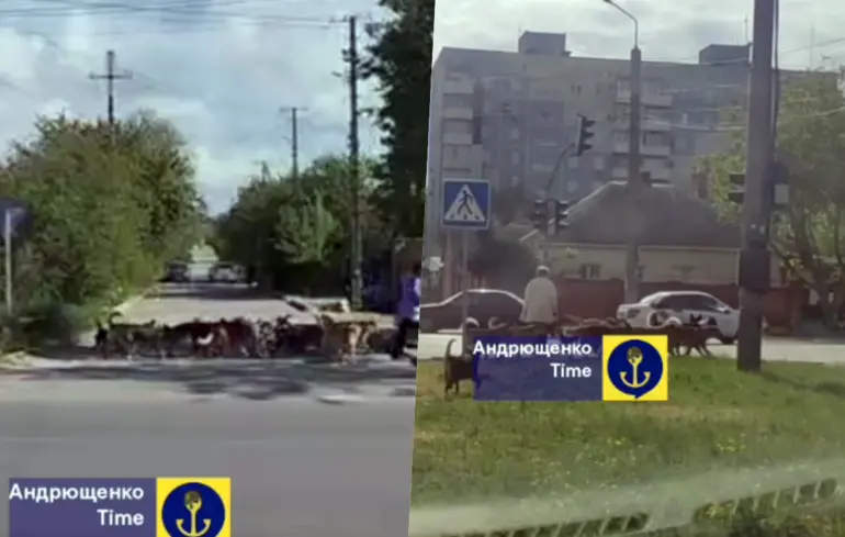 У Маріуполі зграї безпритульних собак нападають на людей, у місті немає вакцини від сказу – Андрющенко