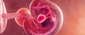 Ученые сняли на видео, как клетки формируют сердце в эмбрионе