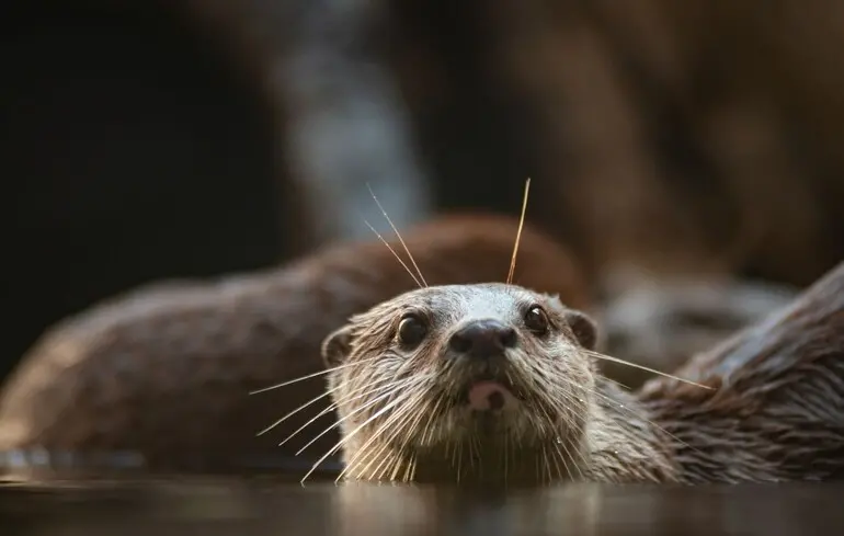 Вчені за допомогою аналізу ДНК викрили міжнародну браконьєрську схему