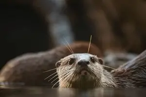 Вчені за допомогою аналізу ДНК викрили міжнародну браконьєрську схему