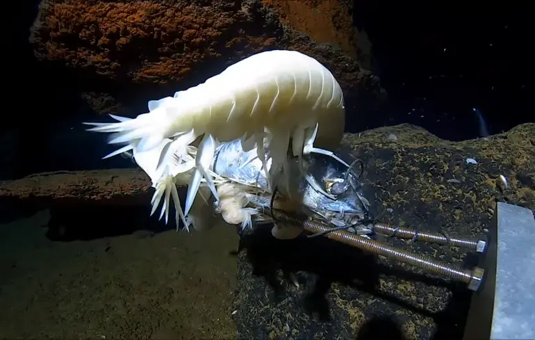 На экстремальных океанских глубинах живут гигантские ракообразные — исследование