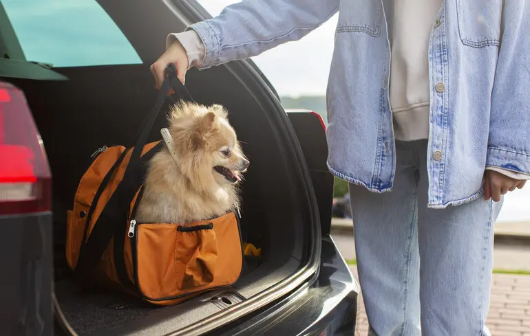 Виїзд за кордон з тваринами: що потрібно зробити завчасно