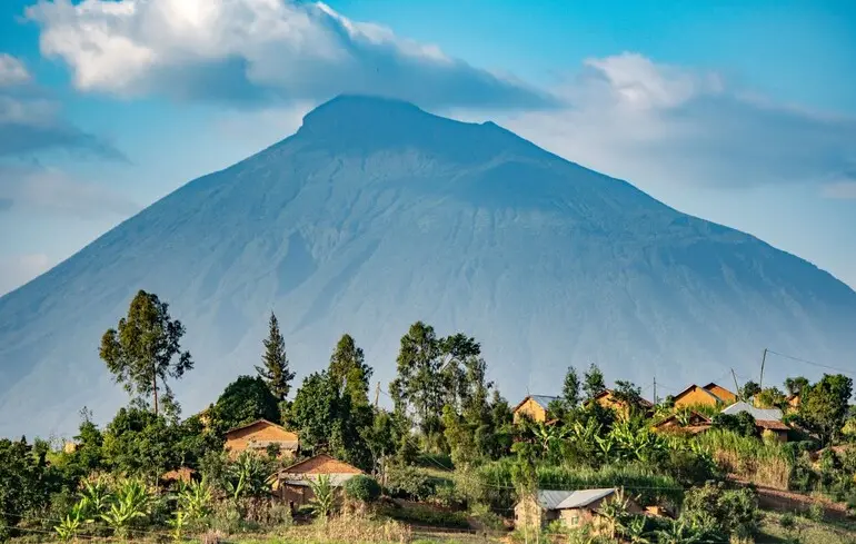 По деревах можна передбачити виверження вулканів — дослідження