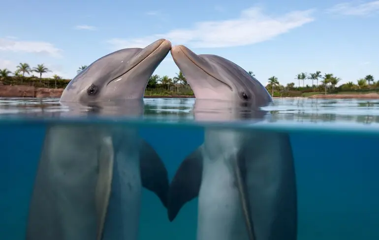 Науковці з’ясували, що ще дельфіни приховують у своєму іменному свисті