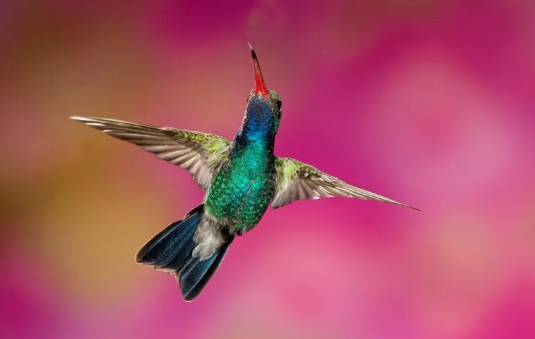 Колібрі адаптуються до життя у містах — дослідження