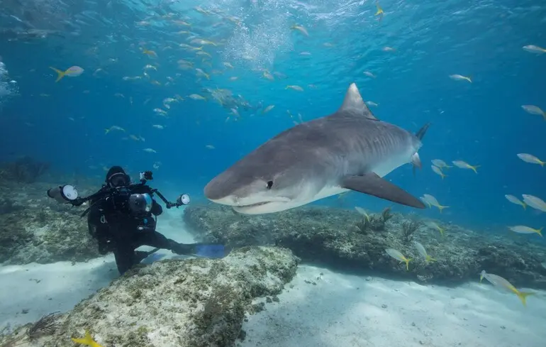 Акули здивували науковців своєю доброзичливістю