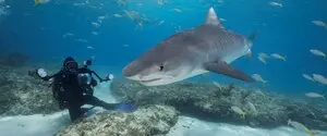 Акулы удивили ученых своей доброжелательностью