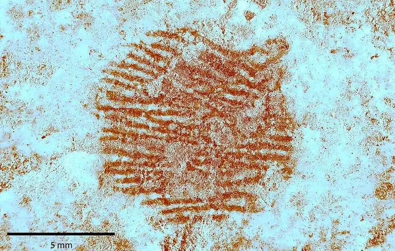 Біометричні дані чи перший підписний твір мистецтва: вчені знайшли відбиток пальця древньої людини