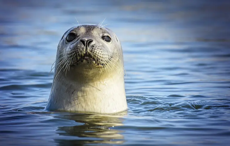 Тюлені-геймери допомогли вченим з’ясувати про себе дещо цікаве