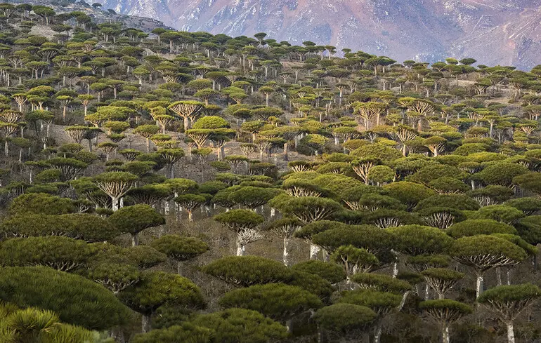 Дерева драконової крові, які перебувають під загрозою зникнення