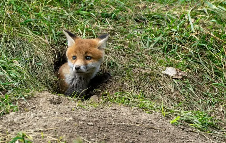 Лондонські лисиці конкурують із Google за життєвий простір