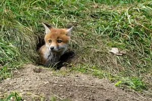 Лондонські лисиці конкурують із Google за життєвий простір