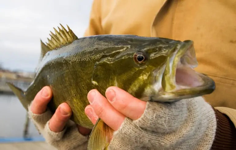 Малоротий окунь еволюційно адаптувався до спроб його знищити — дослідження