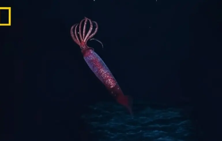 Впервые в истории океанографы смогли снять на видео метрового кальмара G. antarcticus
