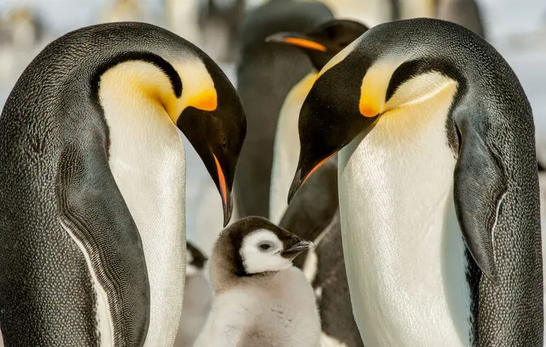 Изменение климата убивает императорских пингвинов с двойной скоростью