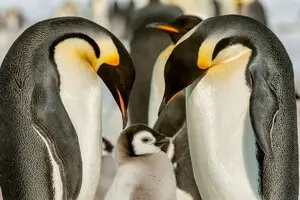 Изменение климата убивает императорских пингвинов с двойной скоростью