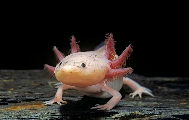 Вчені досліджують аксолотлів, щоб навчитися відрощувати кінцівки людям