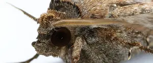 Австралийская моль ориентируется в пространстве по звездам — исследование