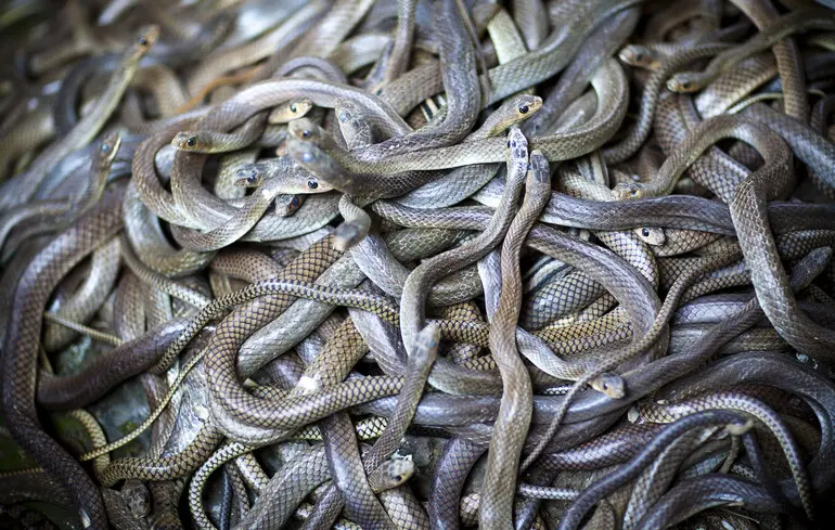 Чи можливий діалог між митницею, бізнесом і громадськістю