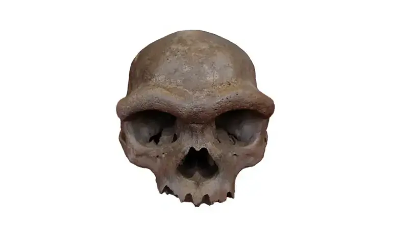 Вчені розгадали таємницю черепа 