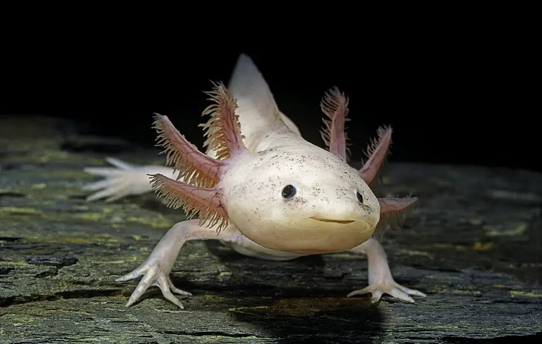 Аксолотлі відрощують собі втрачені кінцівки та органи. У людей для цього також є все необхідне