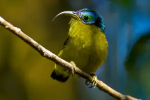 Полтысячи видов птиц может вымереть за ближайшую сотню лет — ученые