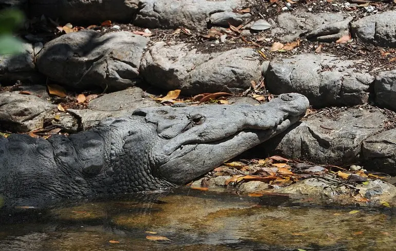 У США хочуть побудувати центр утримання мігрантів у заповіднику з алігаторами