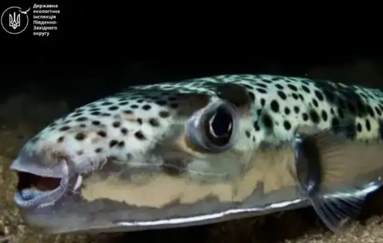 У Чорному морі помітили смертельно небезпечну рибу: хто цей «токсичний прибулець»