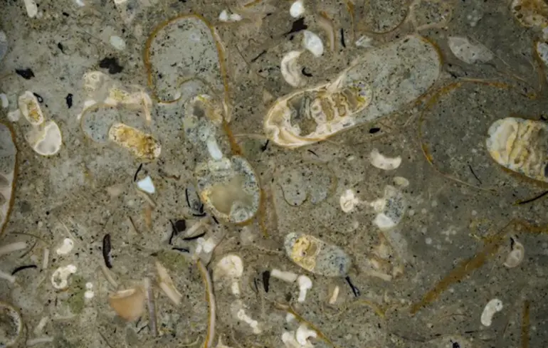 Скеля, якій 100 мільйонів років, приховувала існування видів деяких підводних істот: дослідники знайшли їх