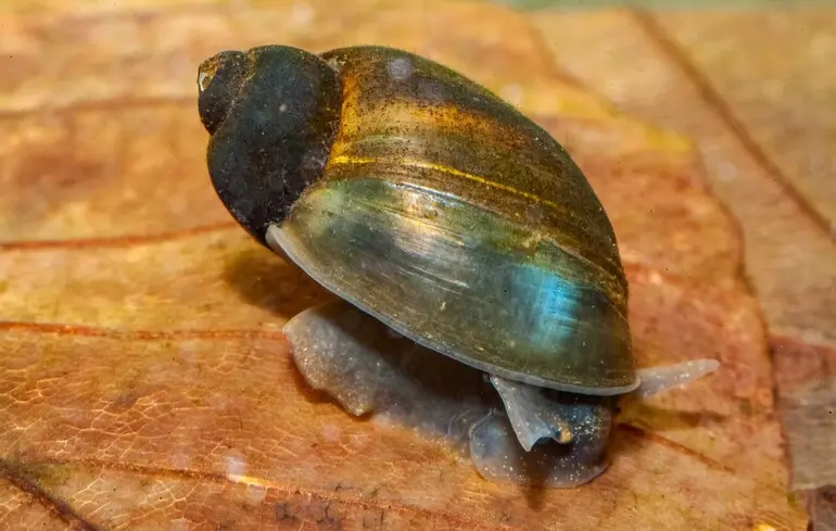 Як бояться равлики: вчені дослідили тривожність безхребетних