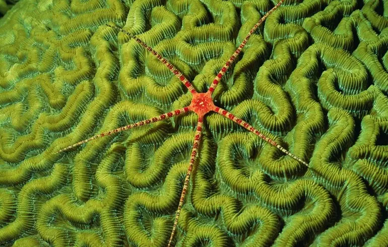 Змієхвістки на морському дні як канарки у шахтах — попереджають про небезпеку