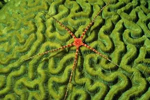 Змеехвостки на морском дне как канарейки в шахтах — предупреждают об опасности