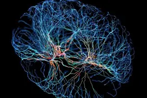 Мозок має план дій ще до того, як ми це зрозуміємо — дослідження